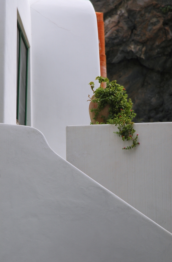 The lonely houseplant von Jacek Stefan