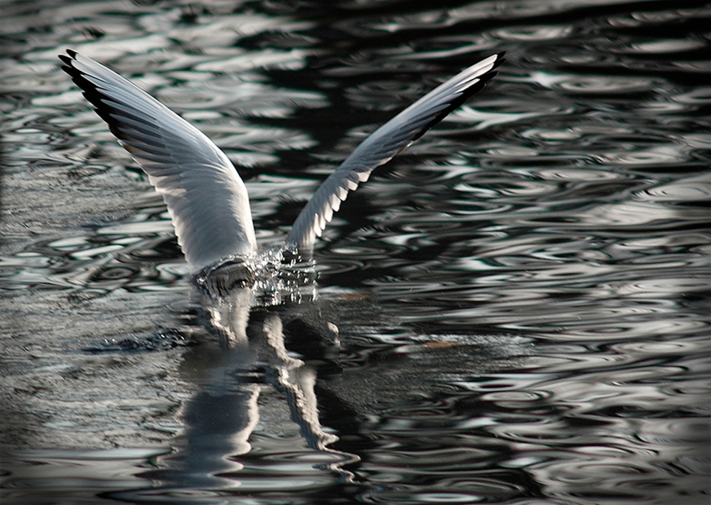 Icarus von Jacek Stefan