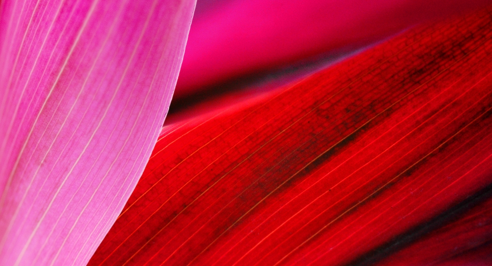 Nature von Jacek Stefan