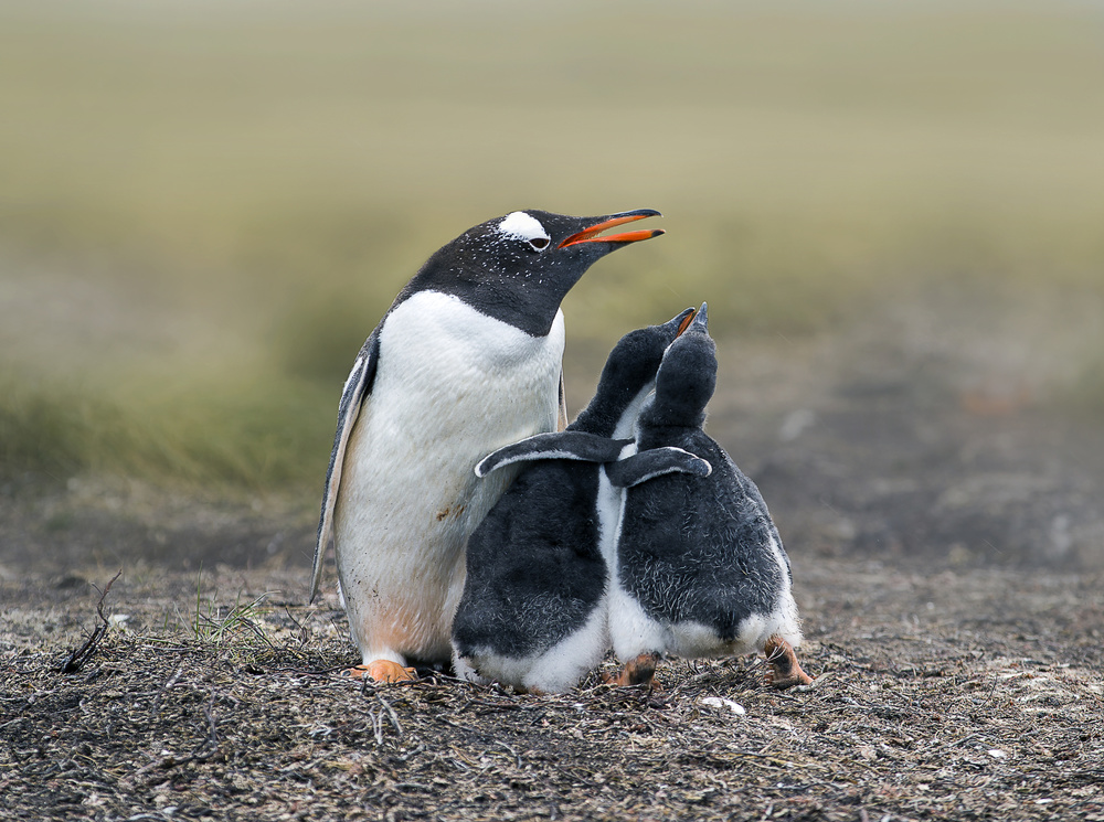 Brothers von Jack Jia