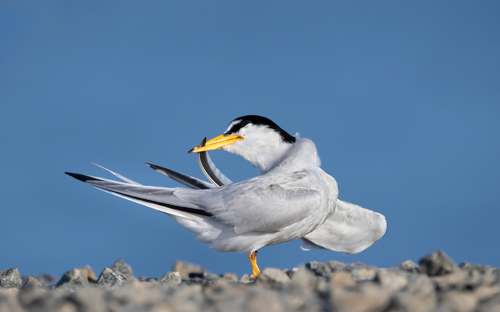 California least tern clean feather von Jack Zhang