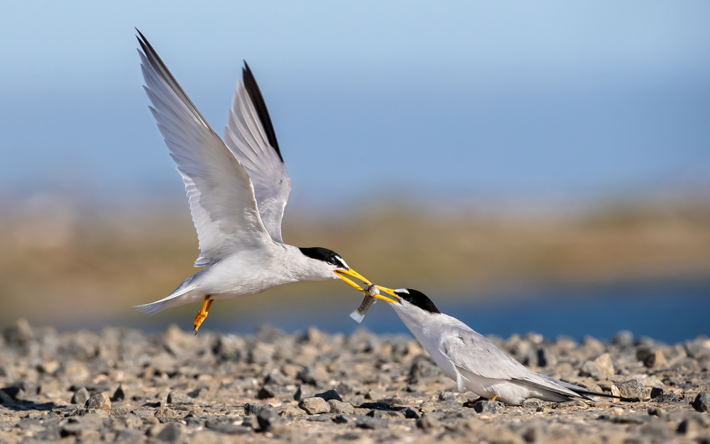 California least tern food exchange von Jack Zhang