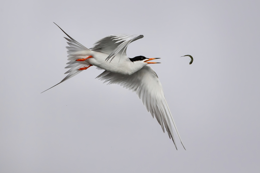 Tern play with fish von Jack Zhang