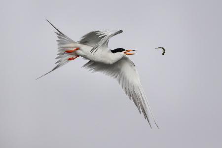 Tern play with fish