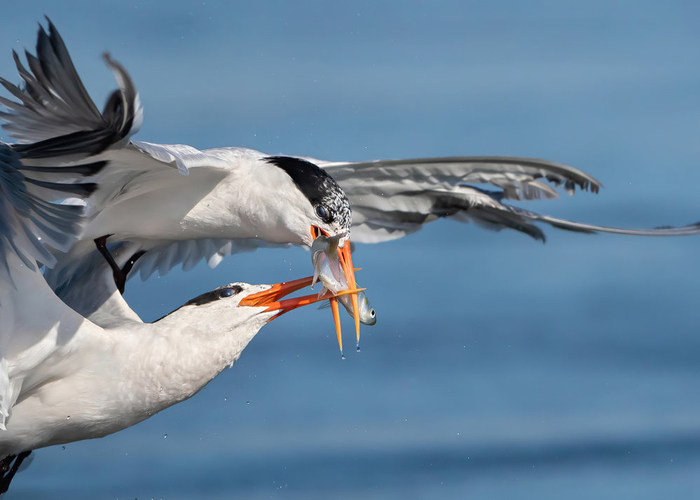 Terns fighting for a fish von Jack Zhang