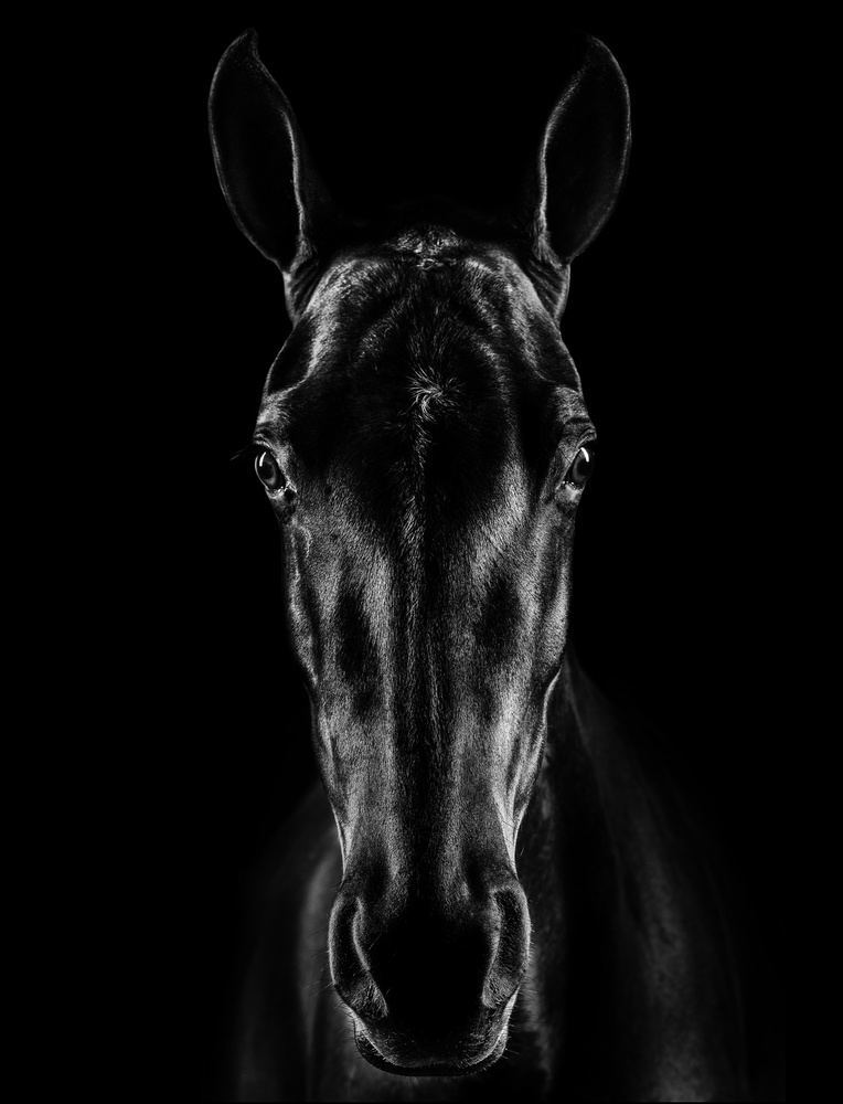 The Horse in Noir 15 von Jackson Carvalho