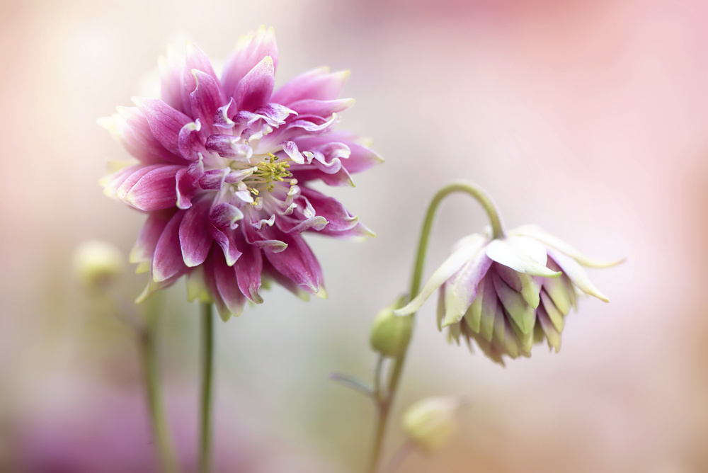 Aquilegia flowers von Jacky Parker