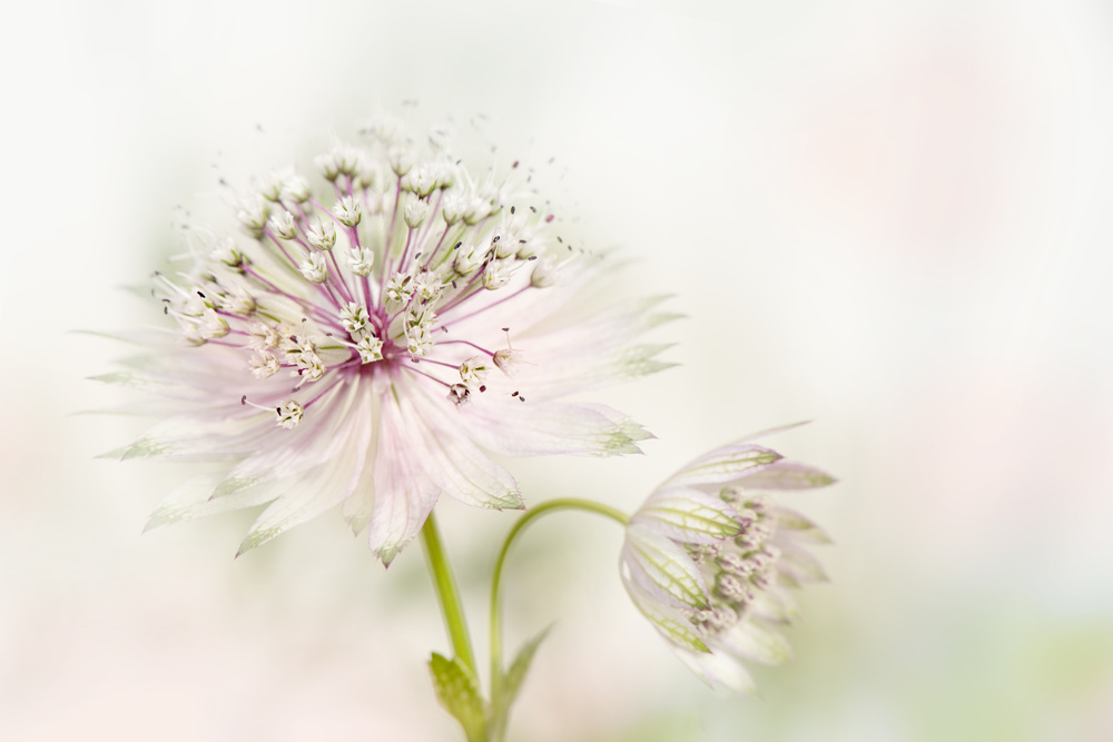 Astrantia von Jacky Parker