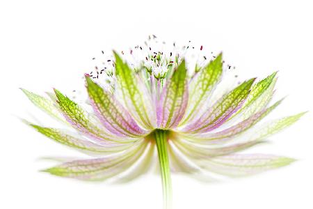 Astrantia major