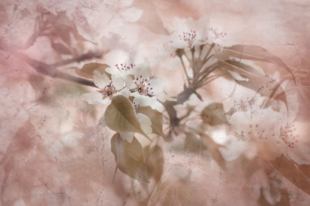 Blossom von Jacky Parker