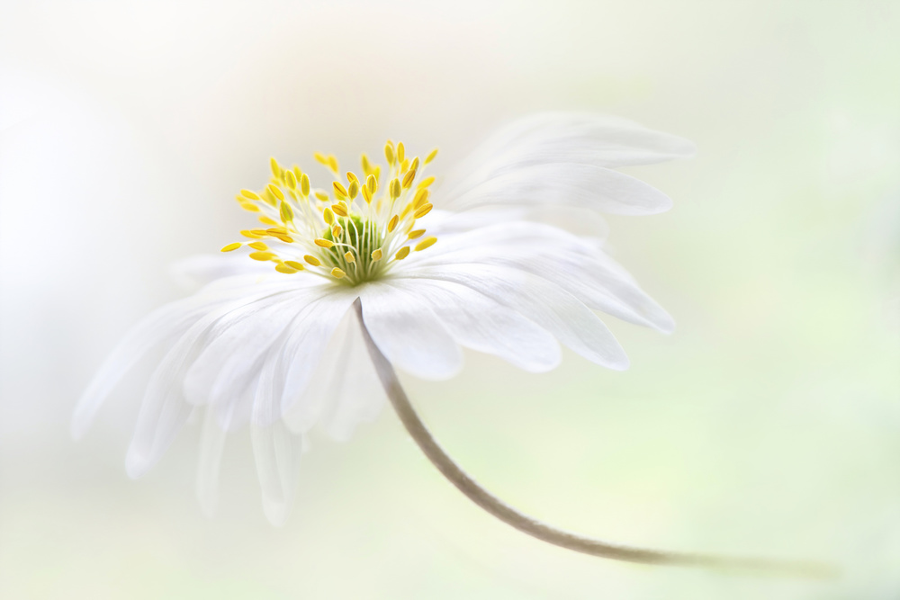 Wood Anemone von Jacky Parker