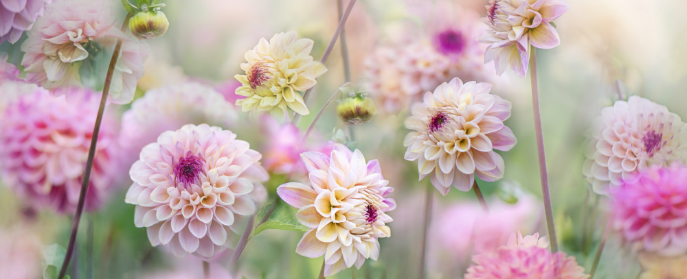 Dahlia Field von Jacky Parker