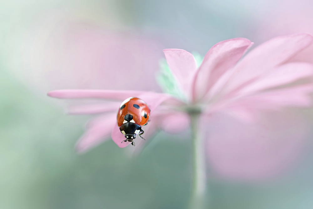 Lady in waiting von Jacky Parker