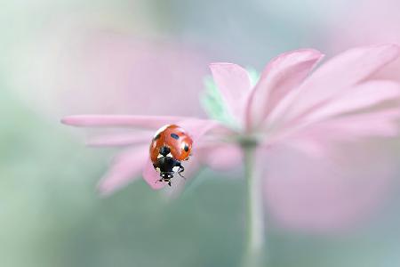 Lady in waiting