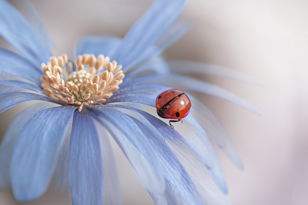 Lady in waiting von Jacky Parker