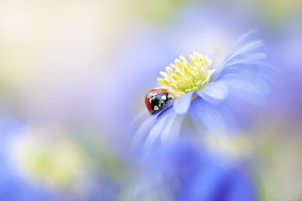 Lady in Blue von Jacky Parker