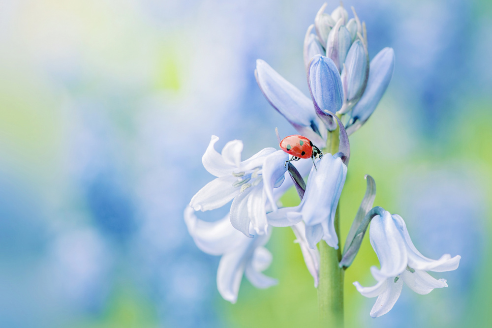 Lady in Blue von Jacky Parker