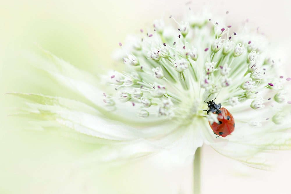 Lady in white von Jacky Parker