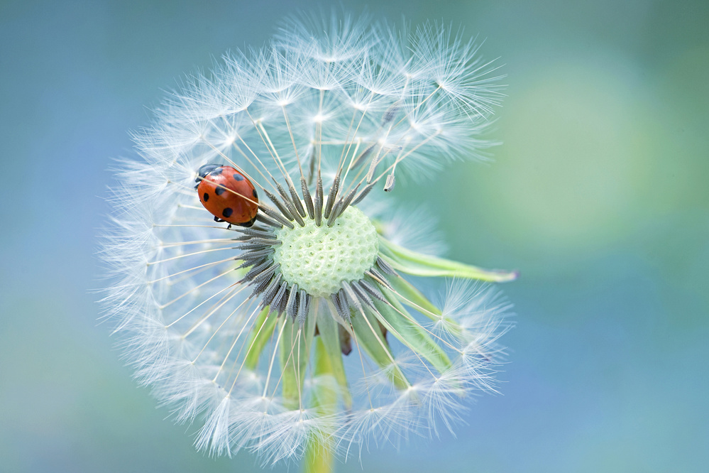 Dandy Lady von Jacky Parker