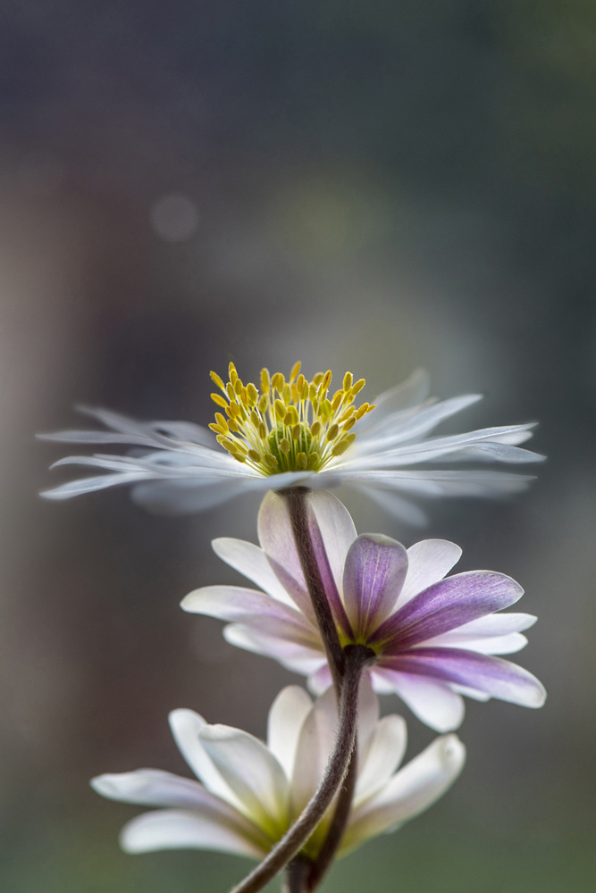 The Windflower von Jacky Parker