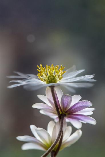 The Windflower