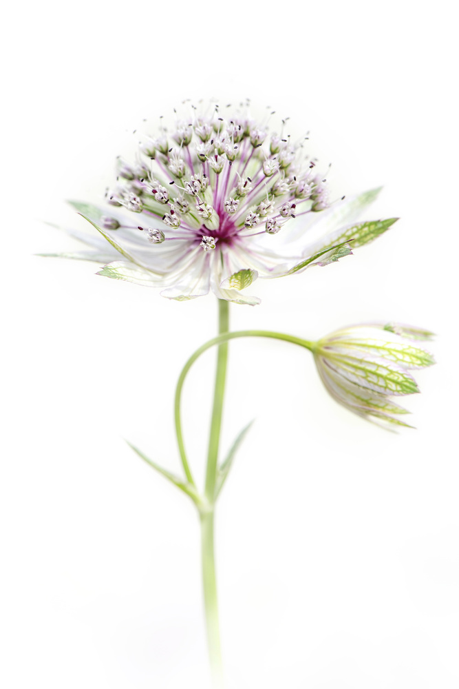 Simply Astrantia von Jacky Parker