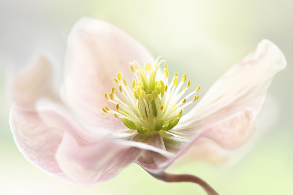 Lenten Spring von Jacky Parker