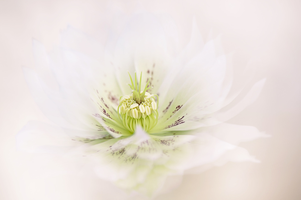 Lenten Rose von Jacky Parker