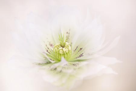 Lenten Rose