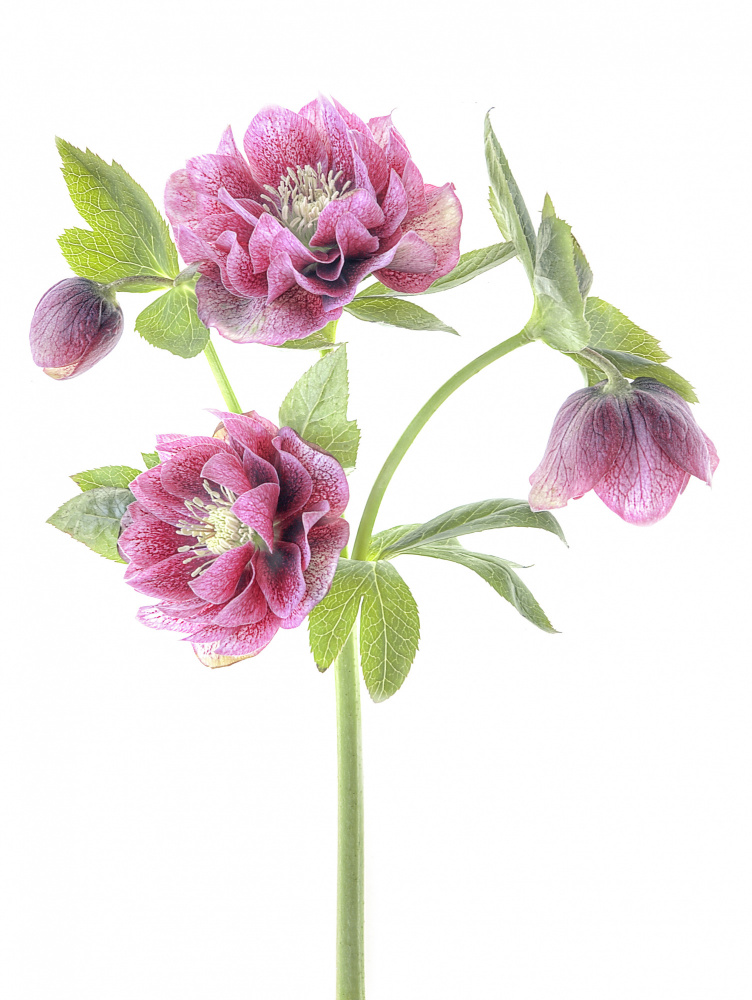 Spring Hellebores von Jacky Parker