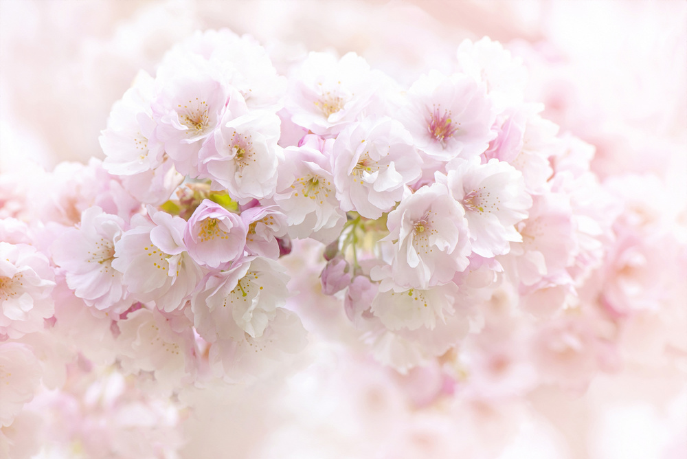 Spring Blossom von Jacky Parker