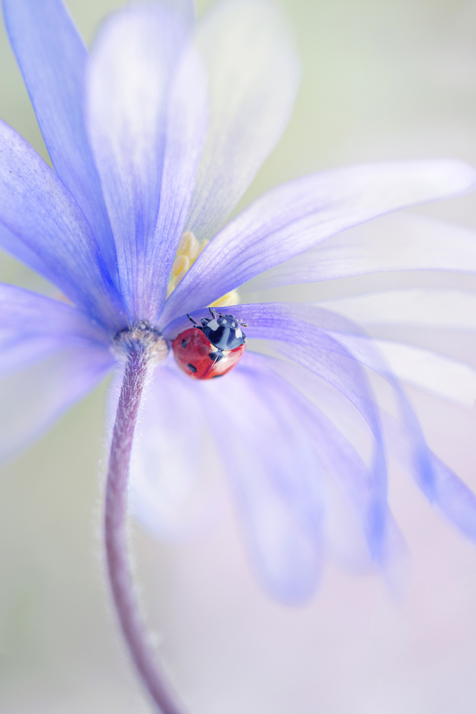 Spring Lady von Jacky Parker