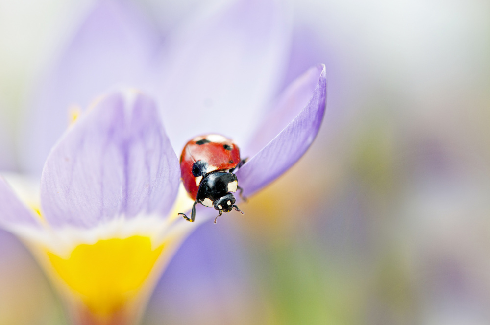 Spring Lady von Jacky Parker