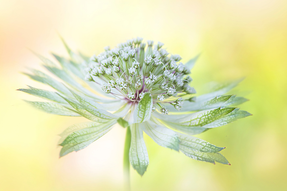 Hatties pincushion von Jacky Parker