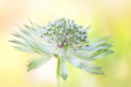 Hatties pincushion