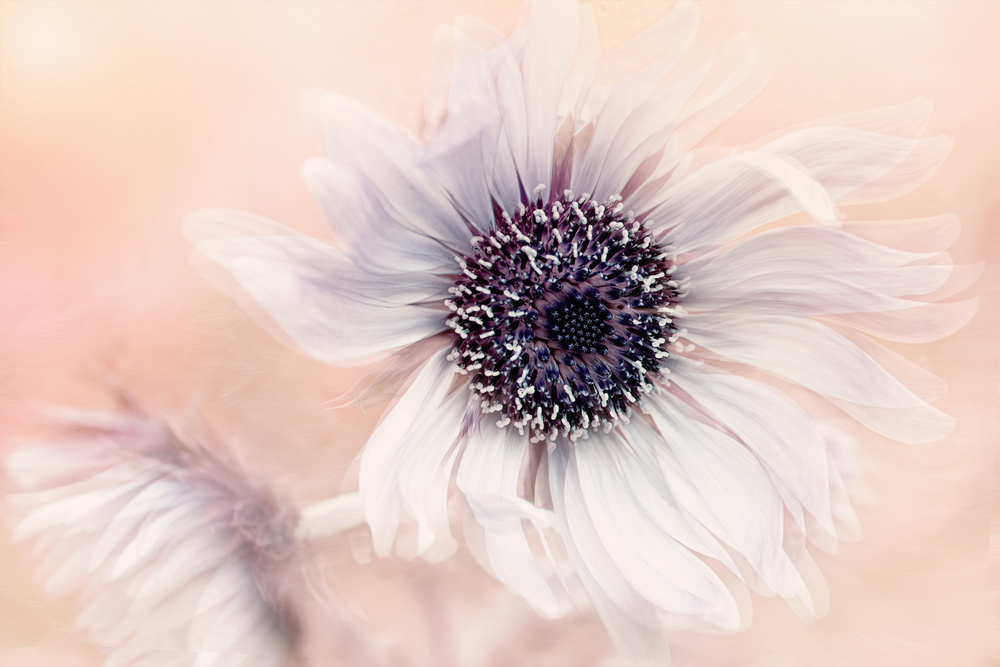 Globe Thistle von Jacky Parker