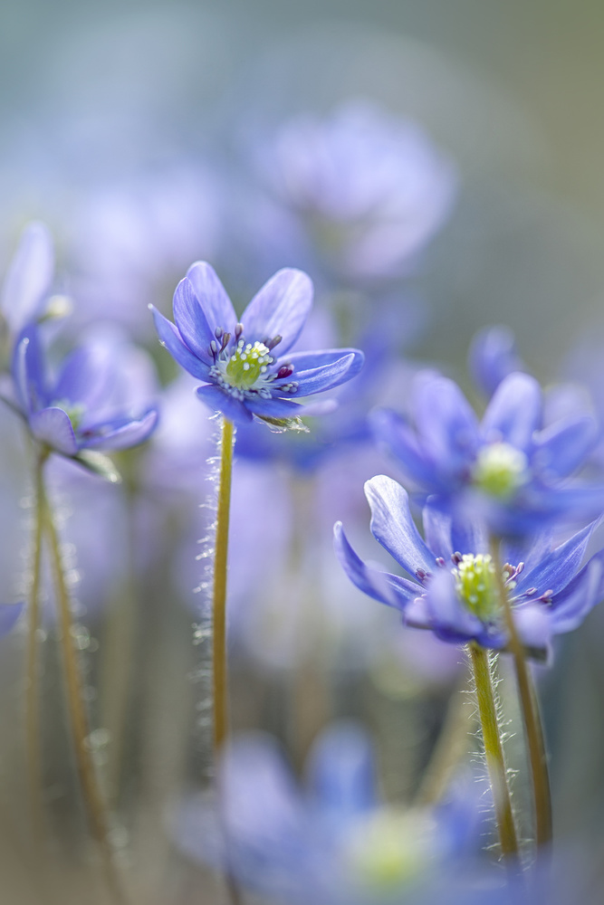 Hepatica von Jacky Parker