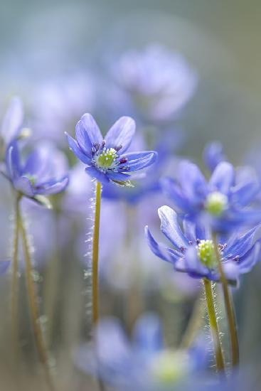 Hepatica