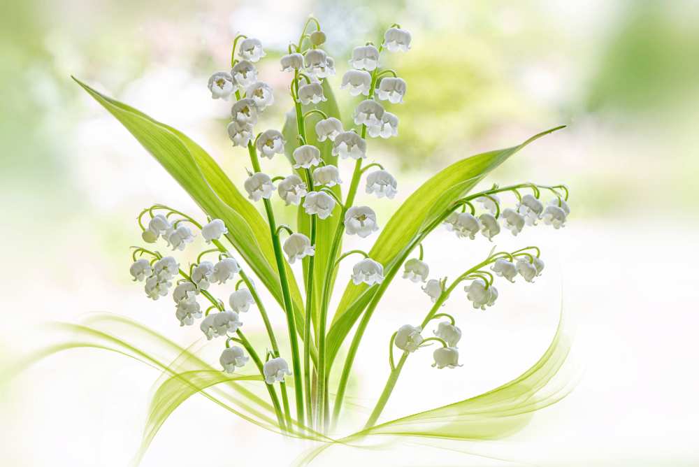 Lily of the valley von Jacky Parker