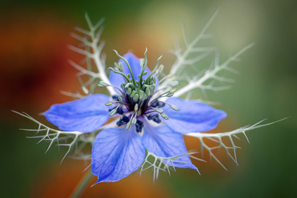 Nigella von Jacky Parker