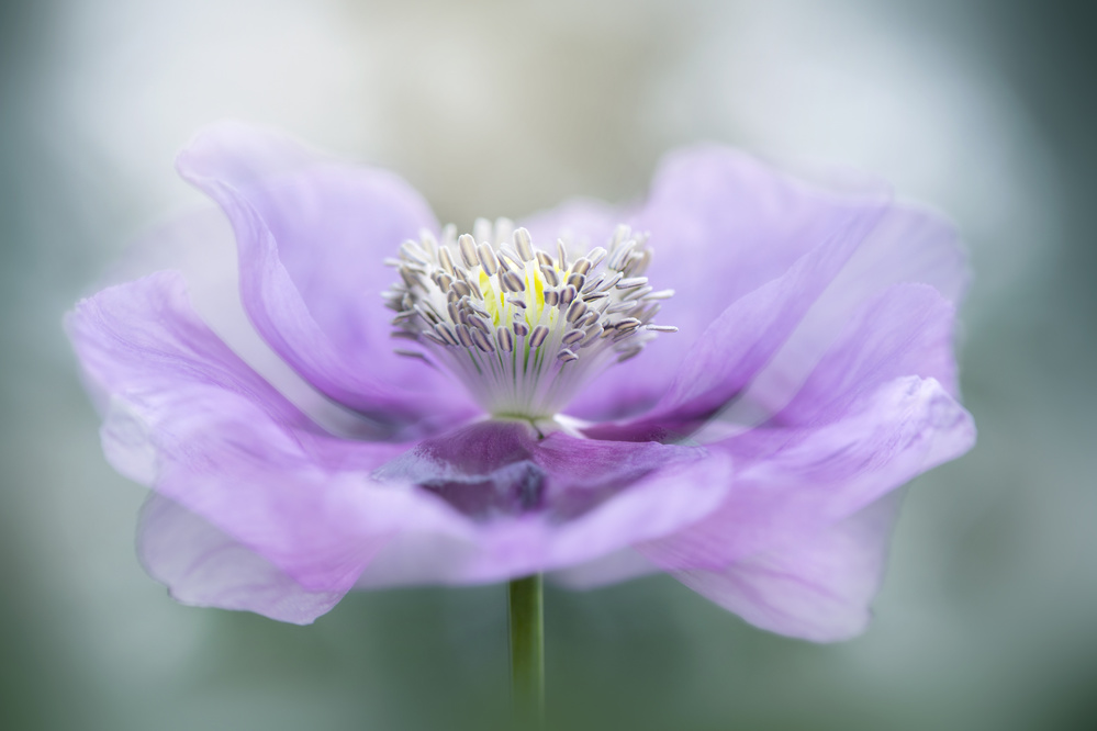 Papaver von Jacky Parker