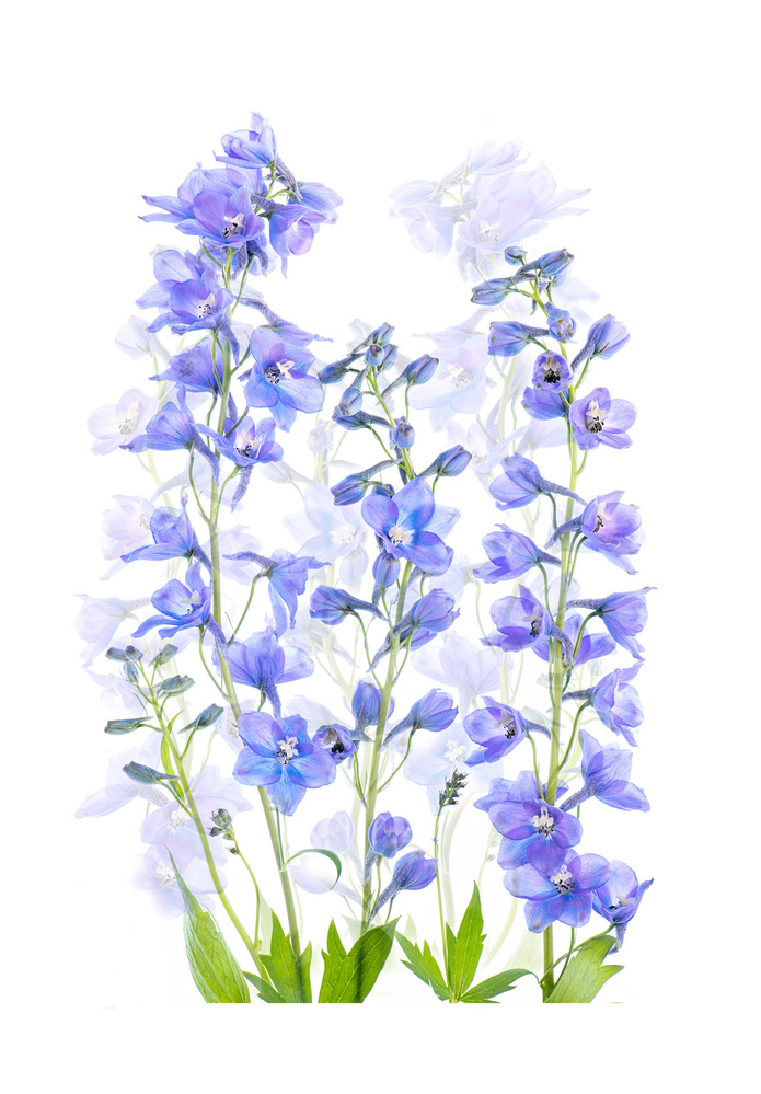 Delphinium von Jacky Parker