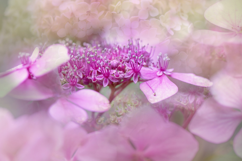 Lacecap hydrangea von Jacky Parker