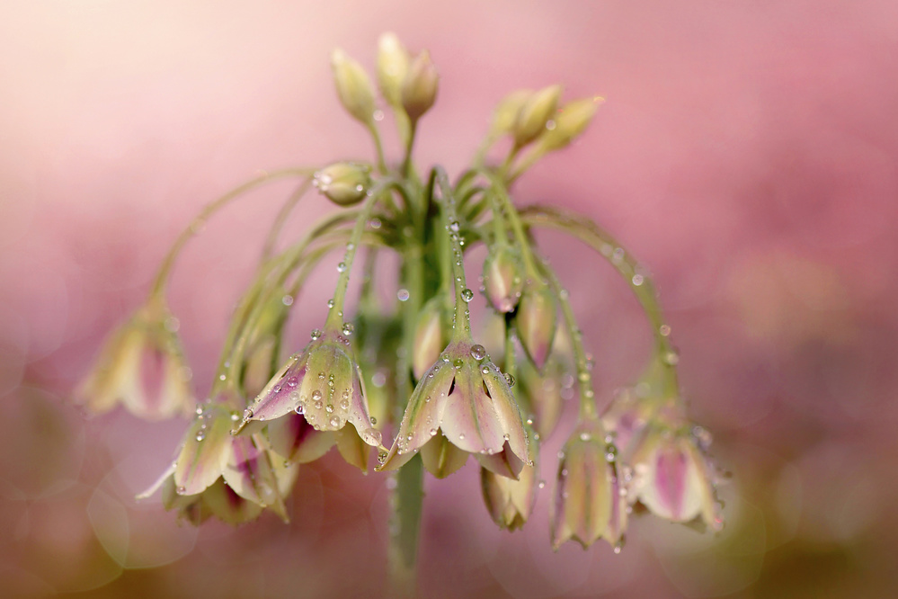 Dew Drops von Jacky Parker