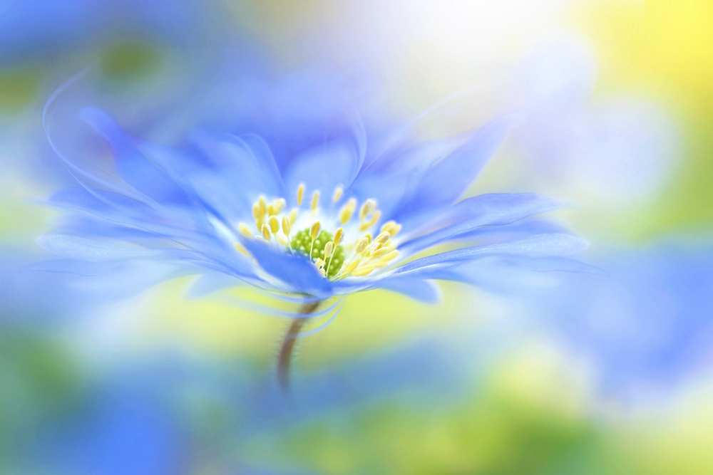 Wind flower von Jacky Parker