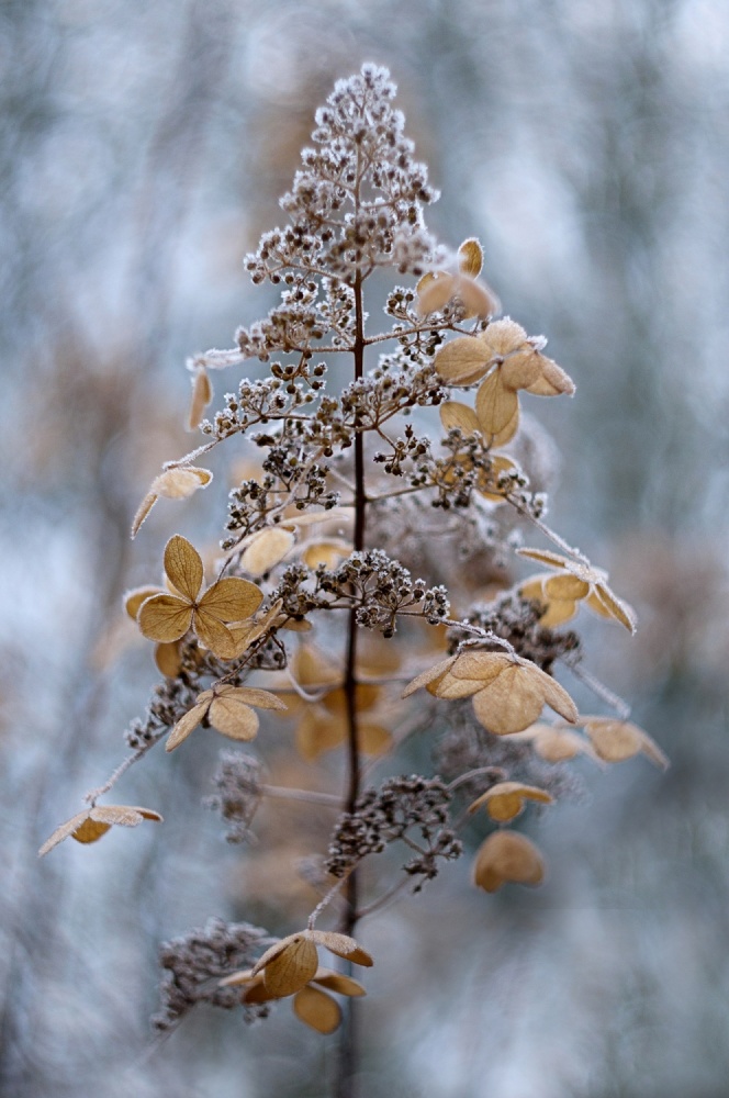 Winter Lace von Jacky Parker