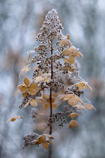 Winter Lace