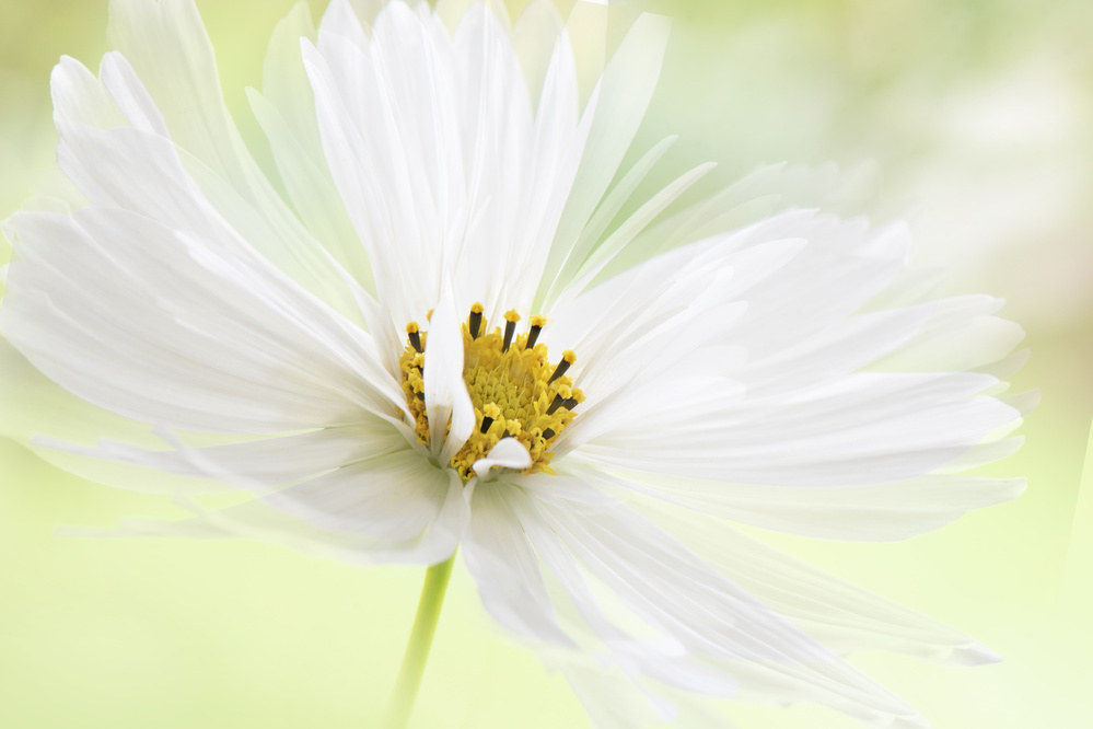 Winter White von Jacky Parker