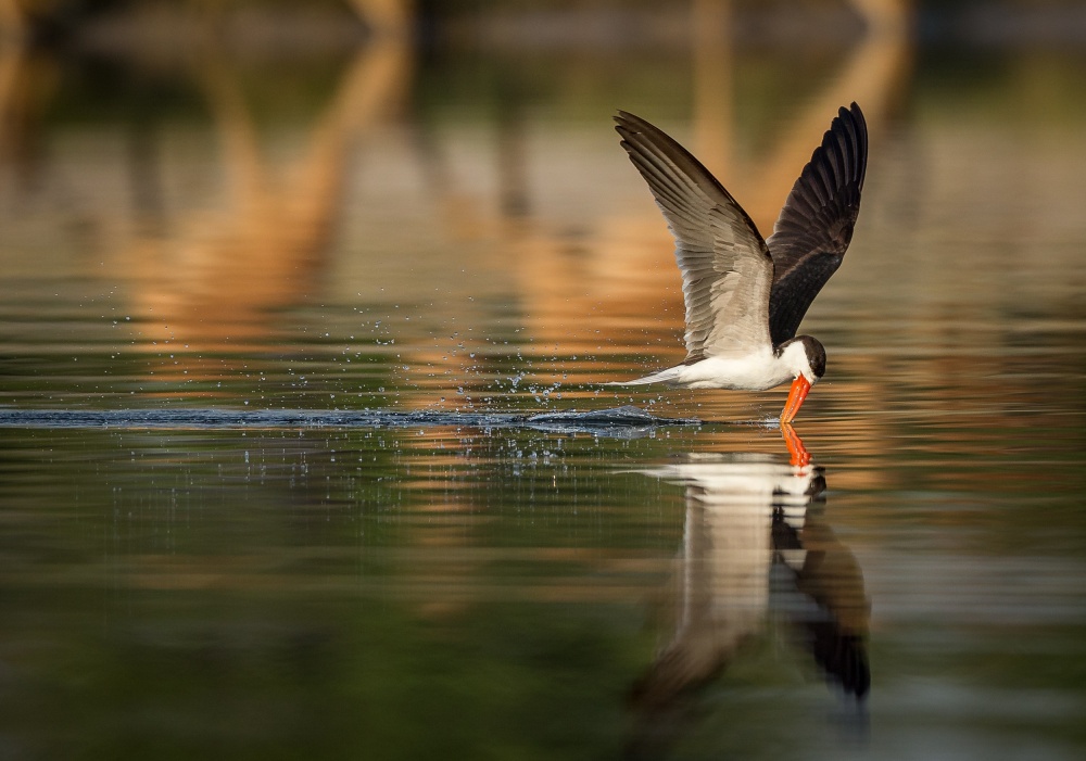 The African Skimmer von Jaco Marx