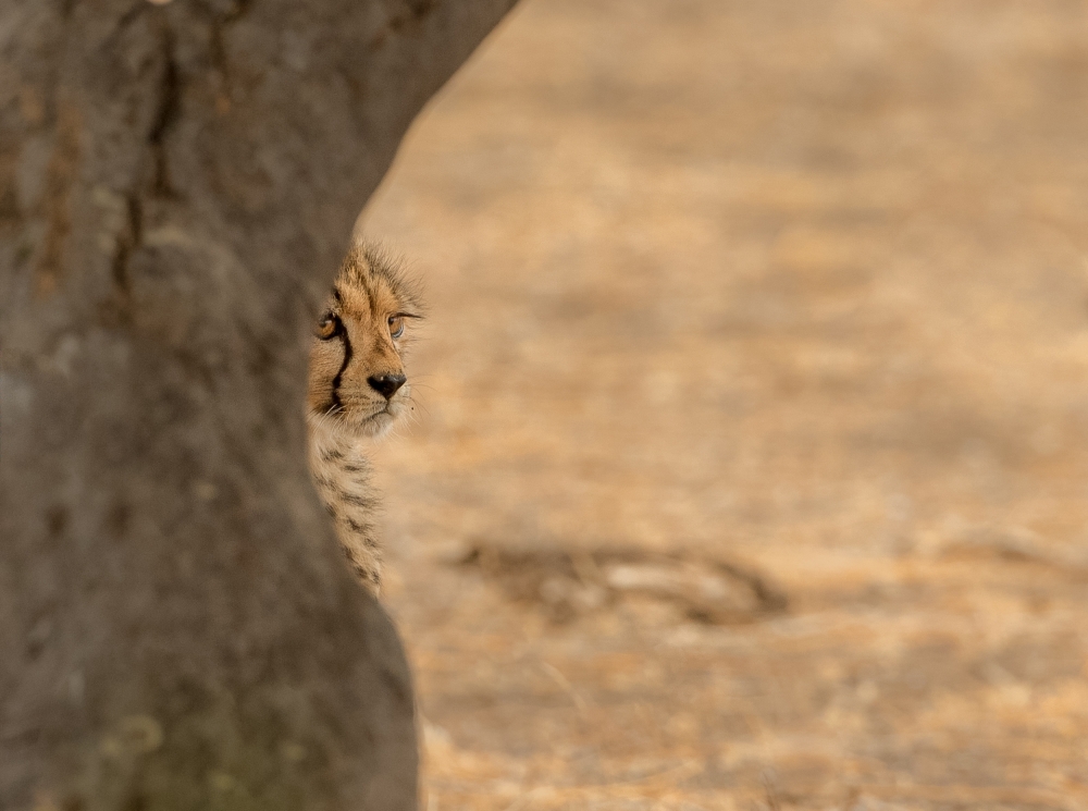 Cheetah hiding von Jaco Marx